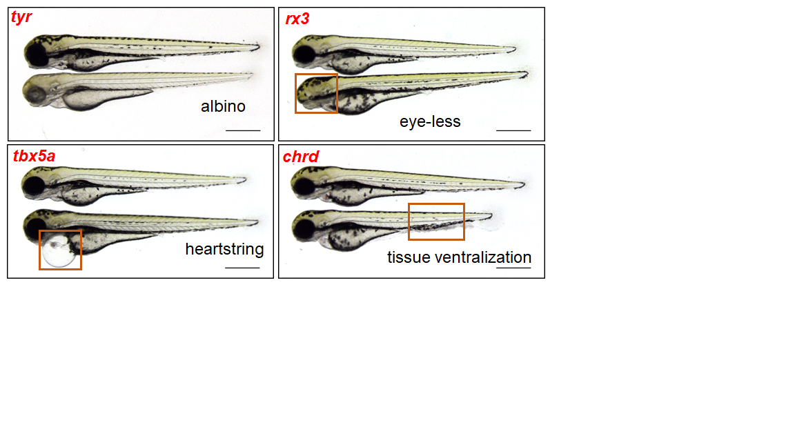 Zebrafish Genetic Engineering - mutations