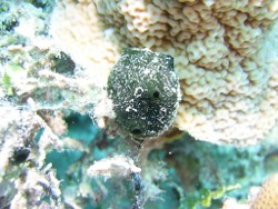 marine sponge xestospongia