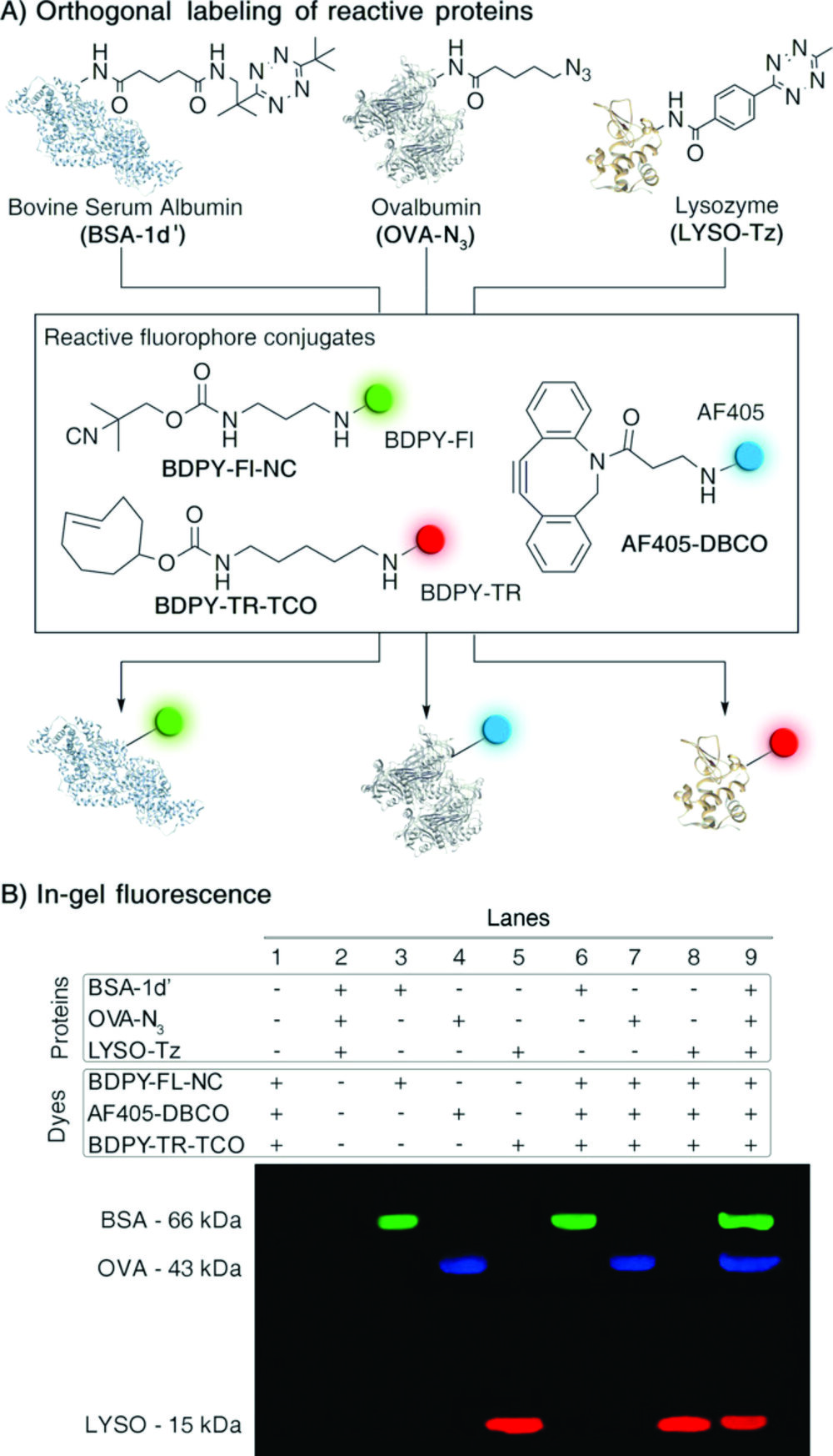 Triple-orthogonal protein labeling using chemistry developed in our group