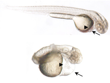 cop ireland lab zebrafish embryos