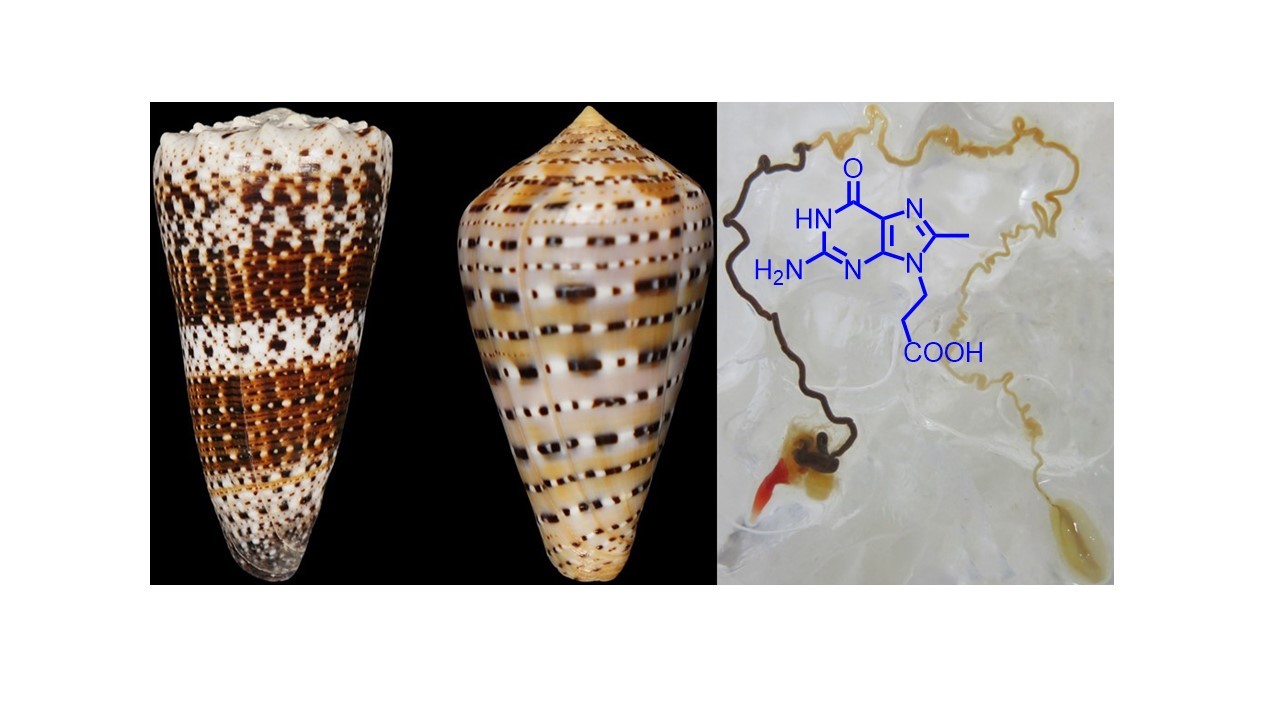 Zhenjian Lin Lab Cone Snail Venom