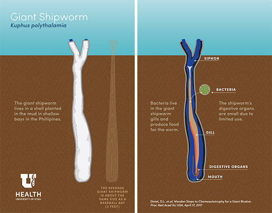Giant Shipworm Image