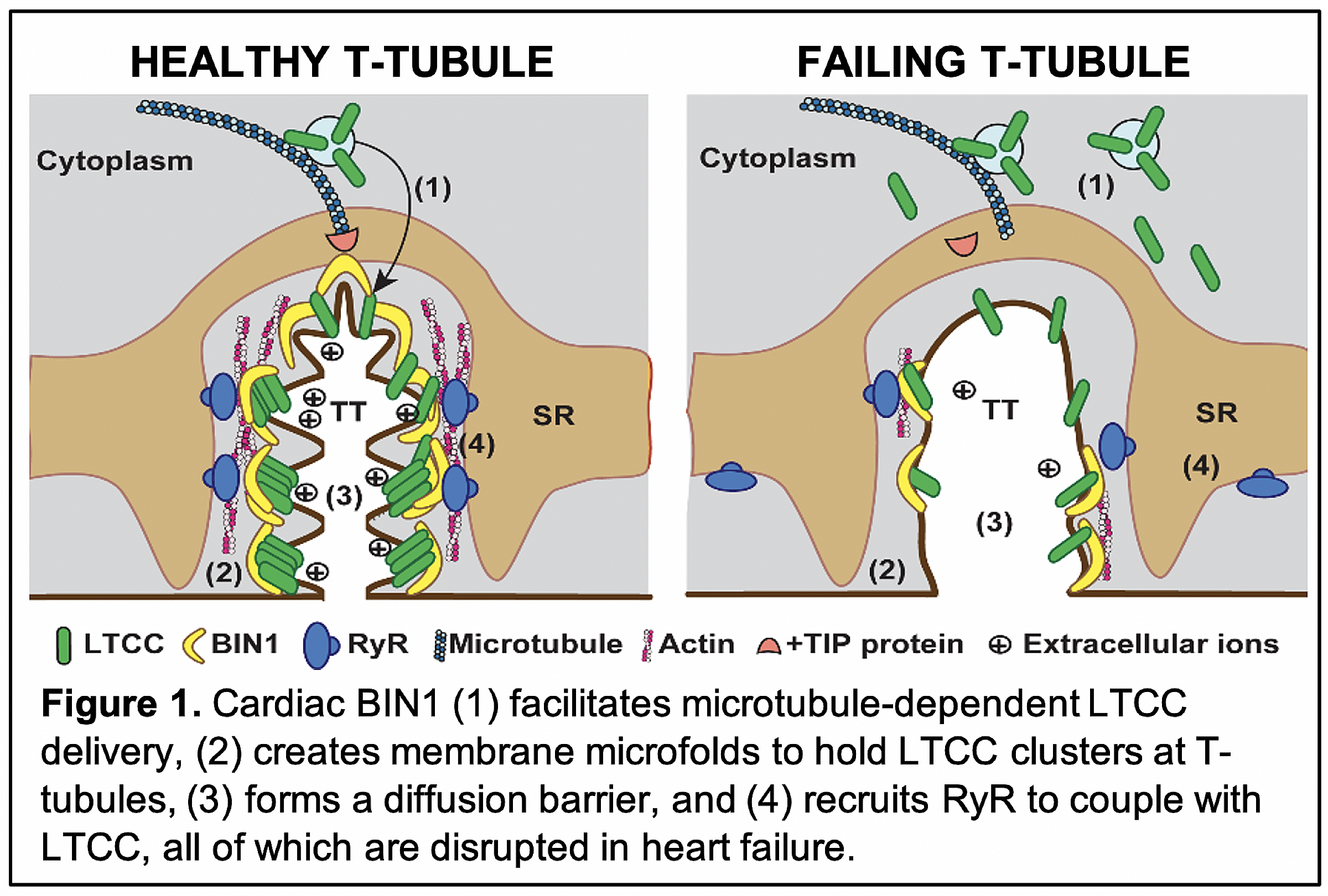 tubule