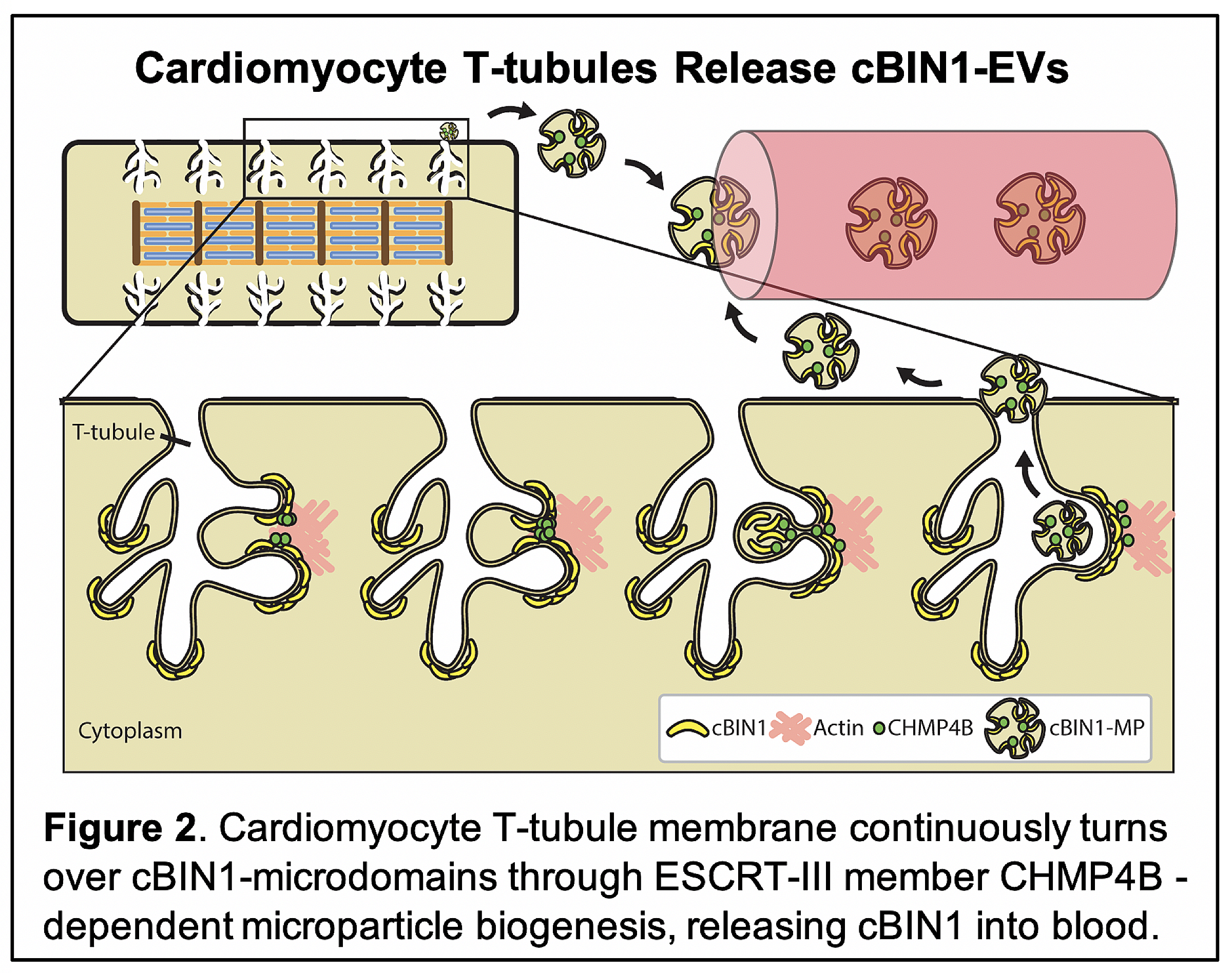 Tubule