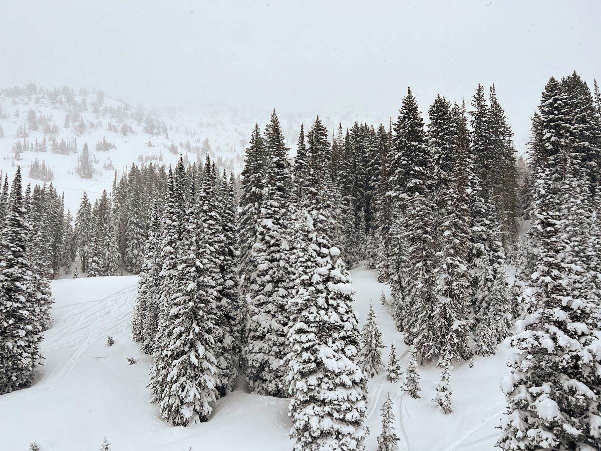 Little cottonwood canyon evergreen trees in the snow